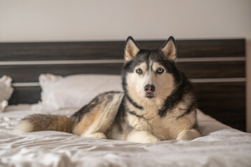 Close portrait of husky with attentive eyes resting on white bedding, portrait made in ordinary home bedroom, moment without any command. Close-up shot. Concept of portrait of adult husky in bedroom © iwavephoto
