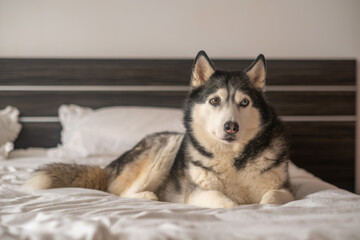 Portrait of siberian husky lying on white pillows of wide bed, portrait showing character of northern breed, comfort of living with dog. Close-up shot. Concept of portrait of adult husky in bedroom © iwavephoto