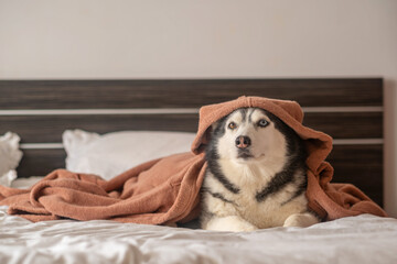 Husky lies with soft blanket covering her head like warm hood, blanket turning dog into warm bundle, mood every dog owner knows. Close-up shot. Concept of husky wrapped in warm soft blanket © iwavephoto