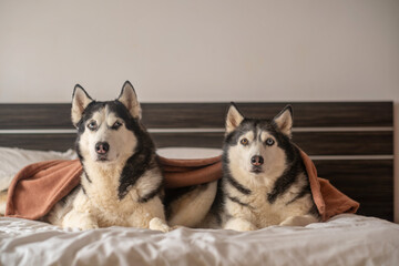 Closer frame of two husky faces resting on white bedding at home, resting through whole long morning, moment impossible to stage. Wide shot. Concept of two huskies resting on owner bed © iwavephoto