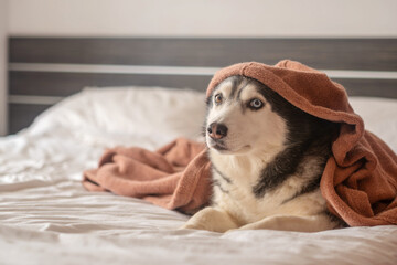 Husky turns head aside with warm blanket draped over her shoulders, blanket making even husky look cold, quiet hour of home animal. Close-up shot. Concept of husky wrapped in warm soft blanket © iwavephoto