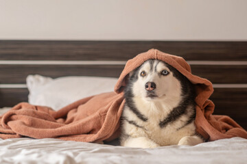 Face of husky framed by folds of warm terracotta blanket on bed, blanket that owner pulled over her, frame for pet campaign. Close-up shot. Concept of husky wrapped in warm soft blanket © iwavephoto