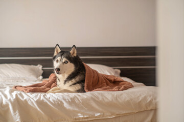 Husky lies calmly under terracotta blanket looking into camera, comfort of bed dog already claimed, comfort of living with dog. Wide shot. Concept of comfort of bed that dog claimed © iwavephoto