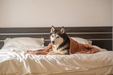 Husky rests among pillows with warm blanket watching quiet room, comfort nobody argues about any more, moment without any command. Wide shot. Concept of comfort of bed that dog claimed © iwavephoto