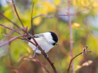 Small and adorable passerine willow tit, Poecile montanus perched on a branch in autumn foliage © Dmitrii Potashkin