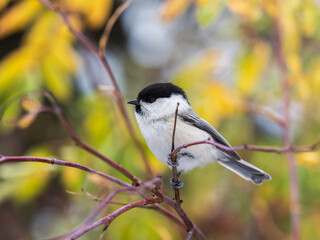 Small and adorable passerine willow tit, Poecile montanus perched on a branch in autumn foliage © Dmitrii Potashkin