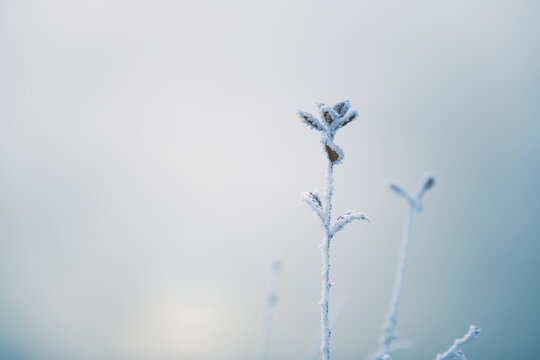 Frost-covered plants on the shore of lake at foggy sunrise. Selective focus.
