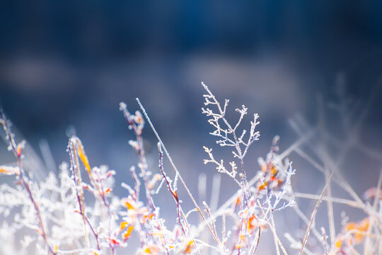 Frost-covered trees with yellow leaves in autumn forest. Macro image, shallow depth of field. Autumn nature background