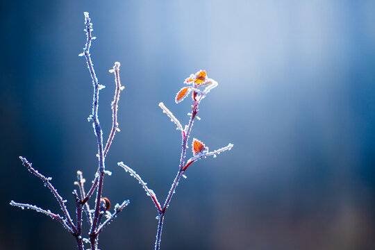Frost-covered trees with yellow leaves in autumn forest. Macro image. Autumn nature background