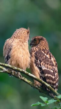 bird of prey