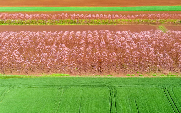 Aerial view of rows of pink-flowering trees planted in a field alongside vibrant green crops under bright daylight in Bulgaria.
