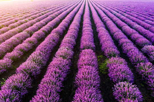 Aerial view of vibrant purple lavender rows stretching across a vast field during golden hour in Bulgaria.