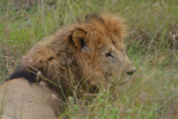 One-eyed male African lion, Maasai Mara National Reserve safari, Kenya, Africa © Claire