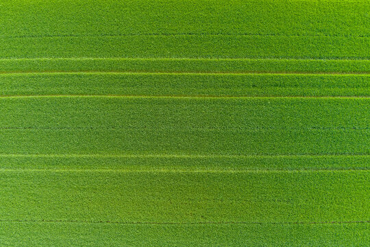 Aerial view of lush green agricultural fields with parallel crop rows in Bulgaria.