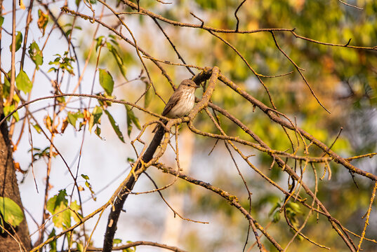 Pied Flycatcher (Ficedula hypoleuca) Perched on a Branch in Woodland