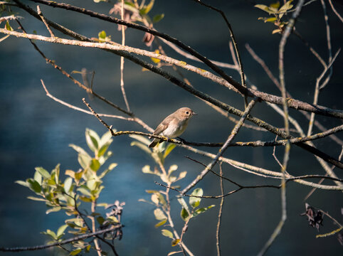 Pied Flycatcher (Ficedula hypoleuca) Perched on a Branch in Woodland