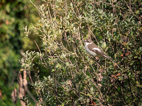 Pied Flycatcher (Ficedula hypoleuca) Perched on a Branch in Woodland