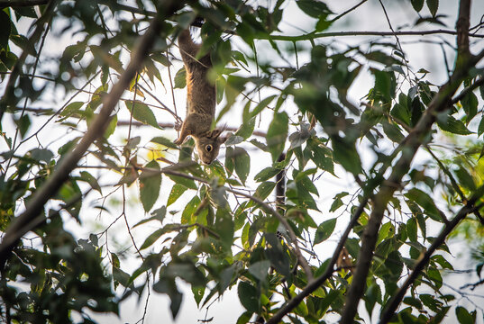 Red Squirrel (Sciurus vulgaris) Climbing Headfirst Through Tree Branches