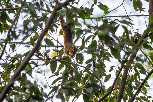Red Squirrel (Sciurus vulgaris) Climbing Headfirst Through Tree Branches