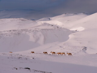 Berlevag, Norway - 23.03.2015: Herd of wild reindeer trekking across vast snow-covered arctic hills under a moody overcast sky © Andrei