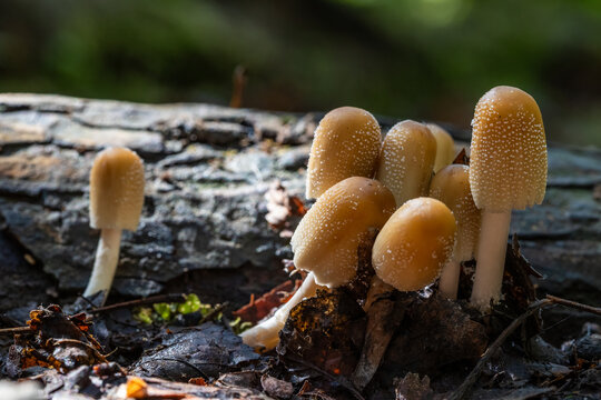 Cluster of Wild Ink Cap Mushrooms Growing on Decaying Wood in the Forest