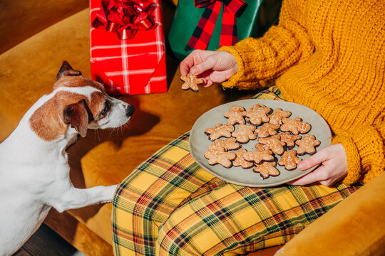 Woman share gingerbread cookie with dog beside Christmas gift