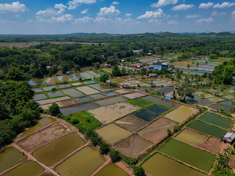 Aerial view of aquaculture fish ponds surrounded by lush green trees and vegetation in Banjar Regency, South Kalimantan, Indonesia.