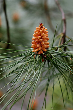 Orange pine cone on green branch in summer forest
