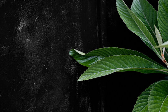 Green summer plant leaves on dark textured background