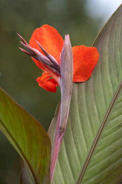 Closeup of flower of Canna &times; generalis 'Cannova Bronze Orange' in a garden in late summer