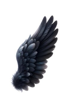 A highly detailed, photorealistic illustration of a single, majestic dark grey and black raven wing, elegantly spread and angled against a clean, isolated white background.