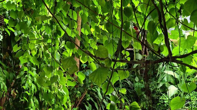 Green leaf background, Lush green tropical foliage and climbing vines in a dense forest, illuminated by natural sunlight and peaceful. peace, peaceful, branch, tranquil, light, bright, color, beam