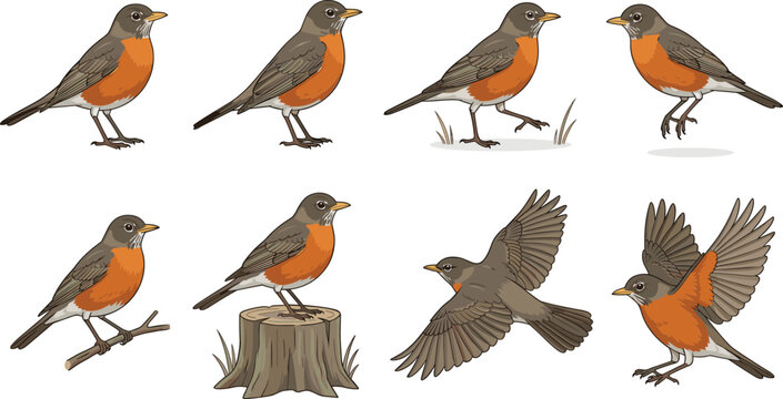 American robin vector set of orange breasted thrushes for wildlife presentations