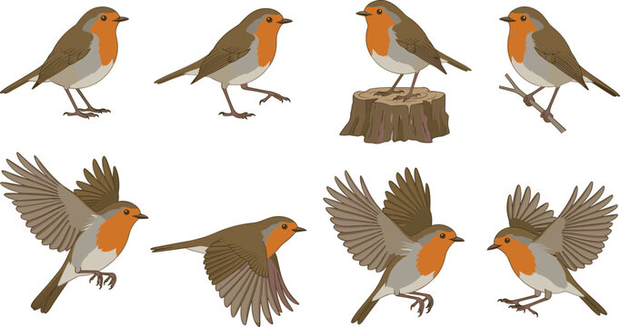 European robin vector set featuring dynamic flight poses for craft design projects