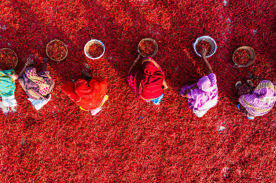Bogura, Rajshahi Division, Bangladesh - 06 March 2022: Aerial view of women in colorful saris sorting and drying red chili peppers on the ground.