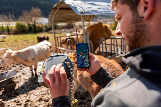 Farmer use smartphone to track cattle with GPS collar