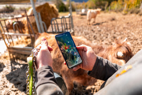 Farmer tracks cattle with smartphone and GPS collar