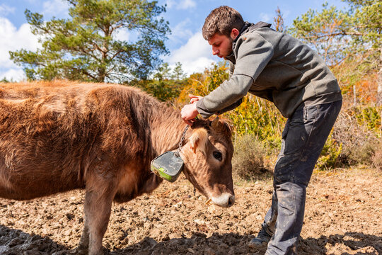 Farmer attach tracking collar to cow collar on rural pasture