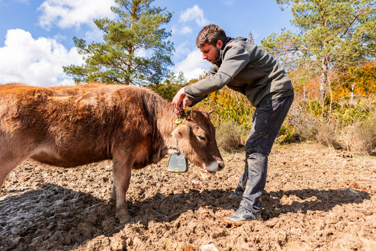 Farmer attach tracking collar to cow in rural pasture