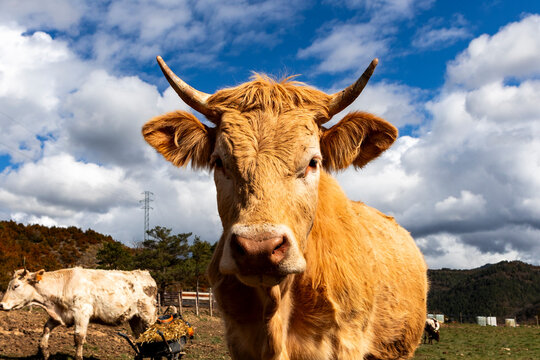 Cow in pasture under dramatic cloudy sky