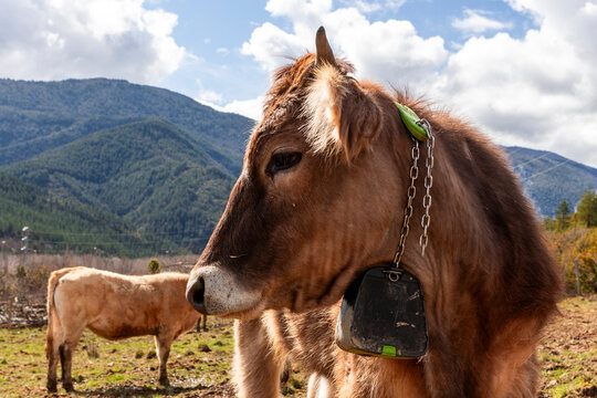 Cow with tracking collar in mountain pasture landscape