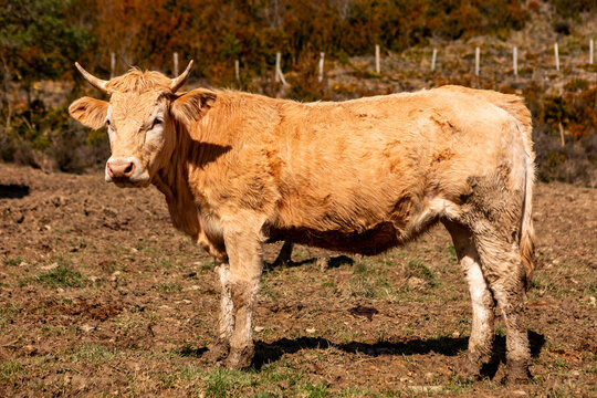 Beige horned cow standing in a rural pasture