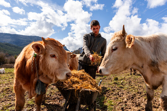 Farmer feed cow with hay in mountain pasture