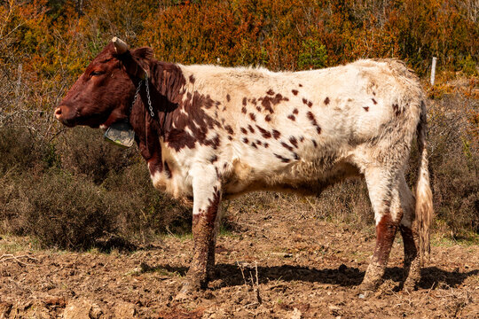 Spotted cow with tracking collar in rural pasture