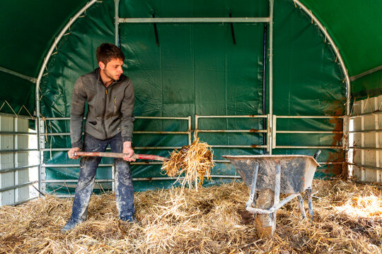 Farmer man shovel straw inside livestock shelter