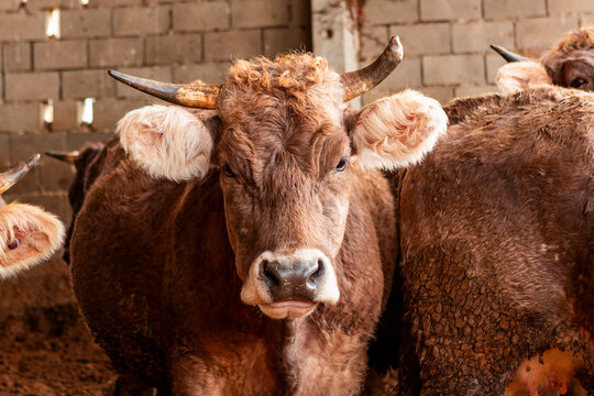 Brown cattle stand together inside a rural farm barn