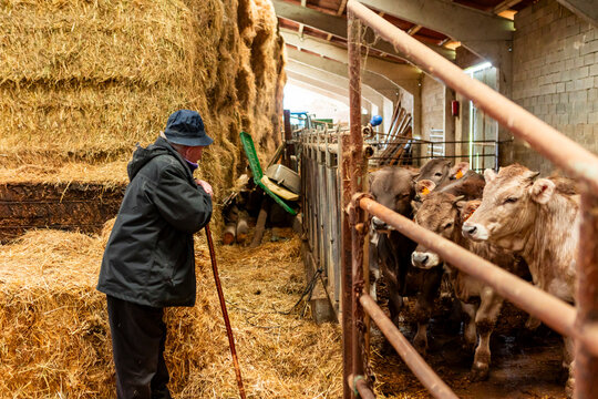 Farmer tending cattle in a hay-filled barn on a farm