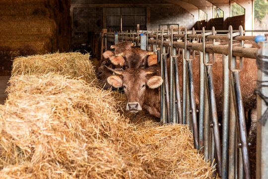 Cattle feed on hay bales inside a traditional farm barn