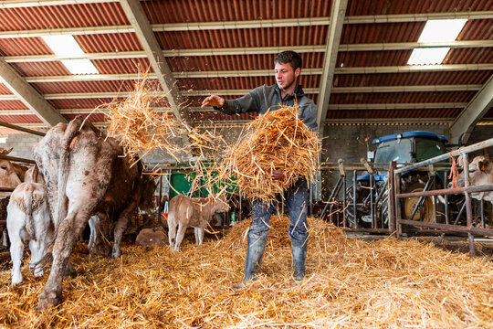 Farmer feed cow with straw inside livestock barn