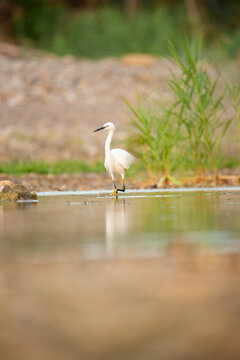 Little egret wading in calm water in Malaga, Spain